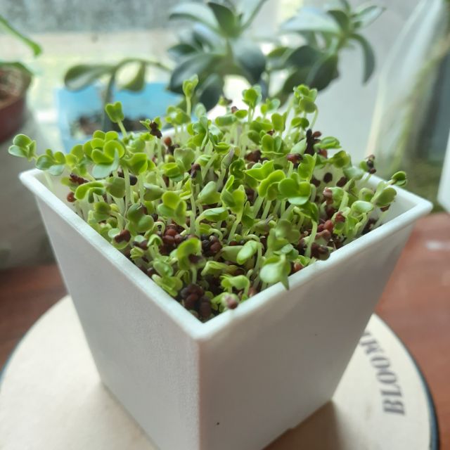 青花菜芽 拍賣 評價與ptt熱推商品 21年7月 飛比價格