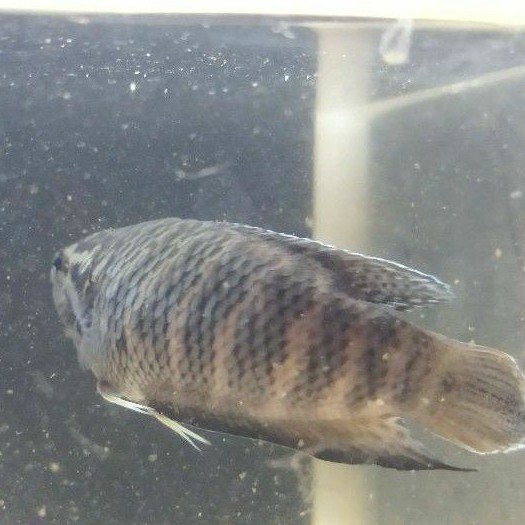 ［苔之坊］母19蛇紋母。活餌/飼料。        蓋斑鬥魚飼料。蓋斑鬥魚