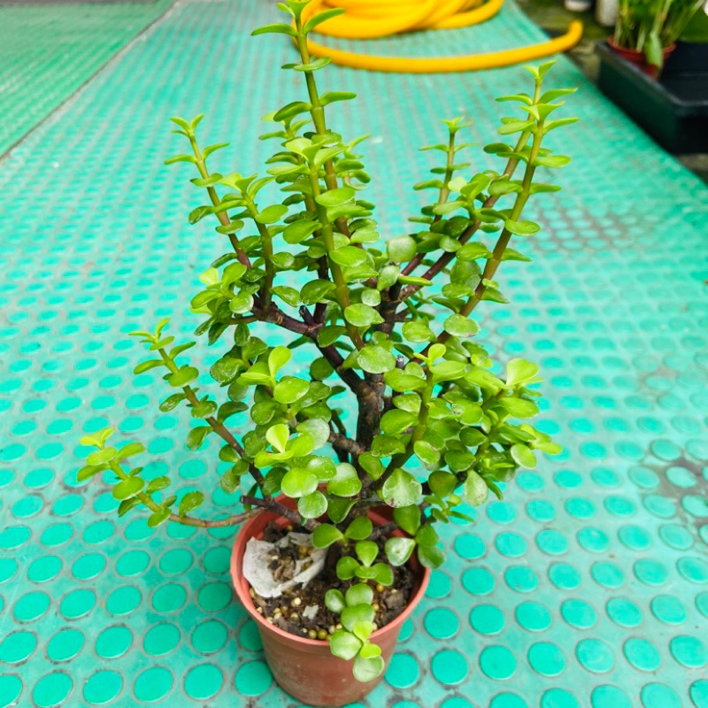 [王冠園藝]樹馬齒莧,銀杏木,外銀杏,Portulacaria afra 金枝玉葉  3寸室內盆栽小品