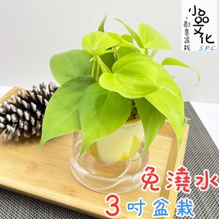 【小品文化】桃心蔓【現貨】3吋山形盆 懶人盆栽 免澆水盆栽 水培 簡單種植 廁所植物 觀葉植物 室內植物 自動吸水 花盆