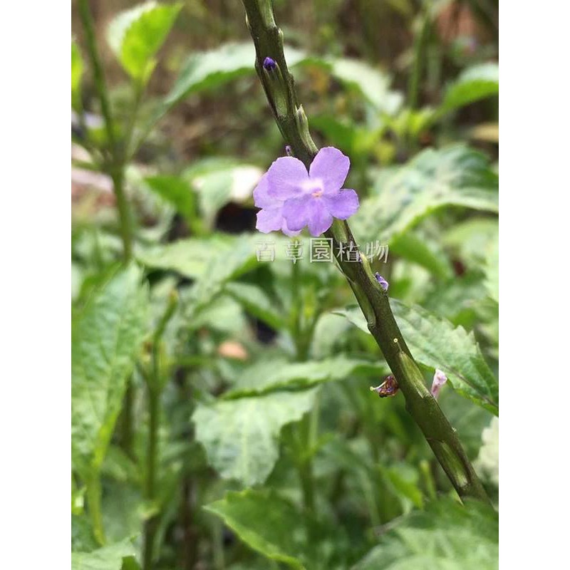 花草植物園 長穗木 蝦皮購物