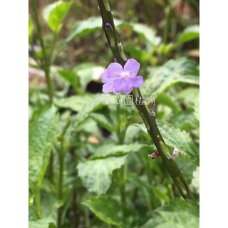 紫花長穗木 馬鞭草 花穗支條30支 蝦皮購物