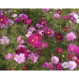 尋花趣 花海大波斯菊 大波斯種子 【花海種子】田間撒播觀賞用 每包1公斤 約10萬粒種子（發芽率高，非一般市售便宜種子）