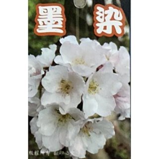 花花世界-落葉喬木-櫻花 **墨染櫻-福爾摩沙櫻-天城吉野櫻-鬱金櫻-染井吉野櫻**4吋盆/高25-40cm