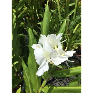 慶平花坊-[野薑花/白花]觀花植物-2.5吋盆