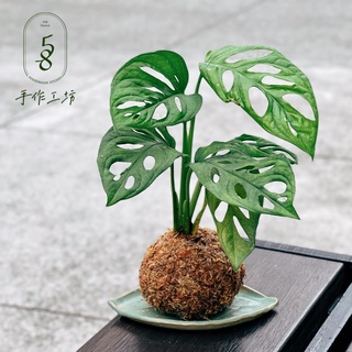 58手作工坊🌿 植感苔球 送託盤｜洞洞蔓綠絨｜植感苔球、室內植物、辦公室植物、交換禮物