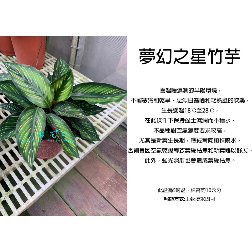 心栽花坊-夢幻之星竹芋/魅力之星竹芋/5吋/綠化植物/室內植物/觀葉植物/售價250特價200