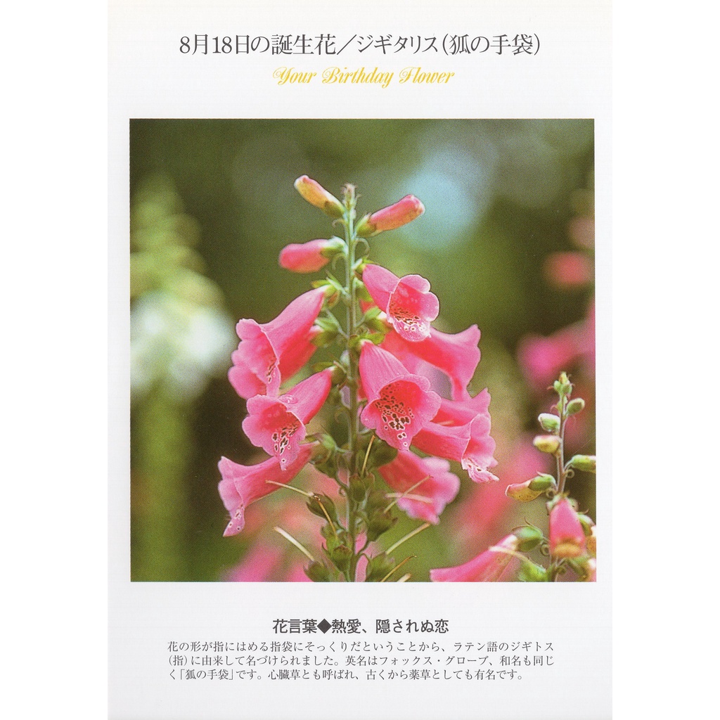 33明信片本舖 日本進口明信片8月生日花誕生花明信片 單張入 蝦皮購物