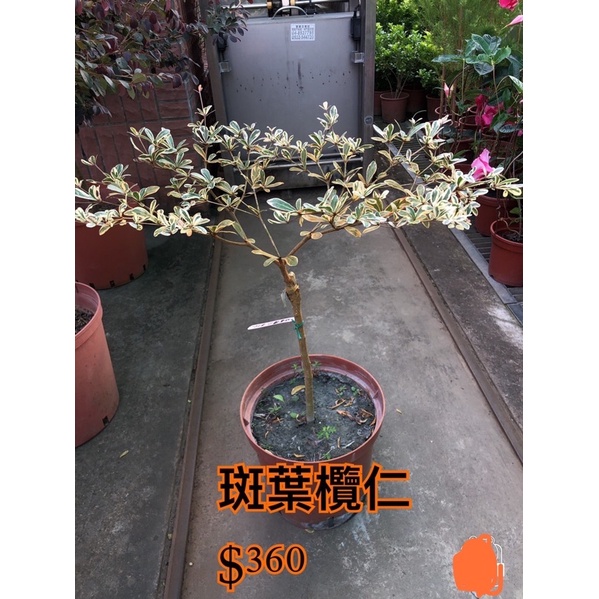 霏霏園藝 斑葉欖仁5-6吋盆 $360元