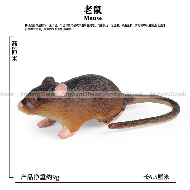 仿真實心野生動物模型老鼠負鼠豚鼠土撥鼠兒童認知整蠱玩具擺件 蝦皮購物