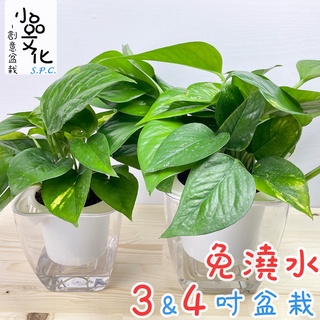 【小品文化】黃金葛【現貨】4吋透明懶人盆栽 空氣淨化 廁所植物 觀葉植物 室內植物 水培 創意花盆 居家辦公盆花