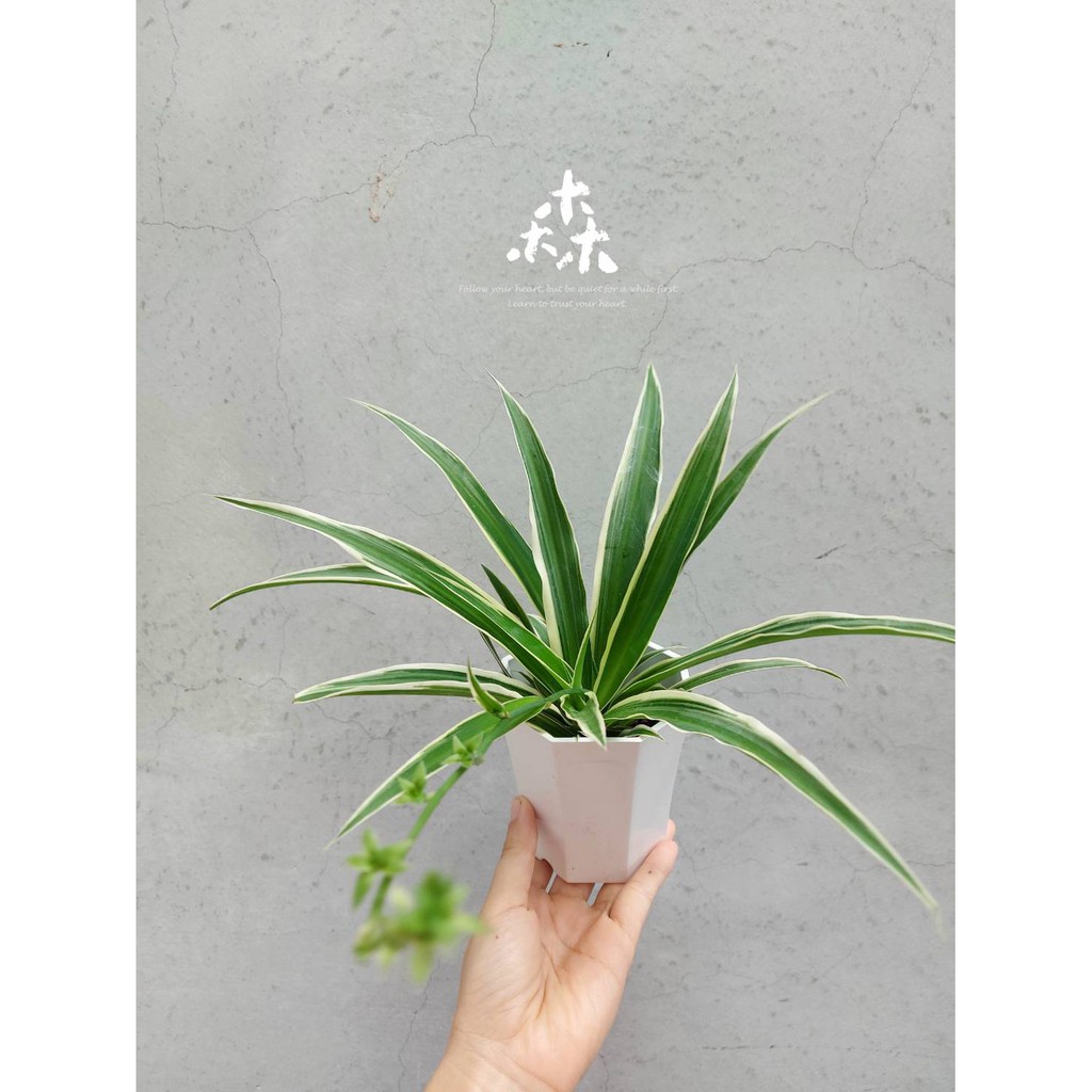 森居 折鶴蘭tufted Bracketplant 小小一盆雨林觀葉植物系列 蝦皮購物