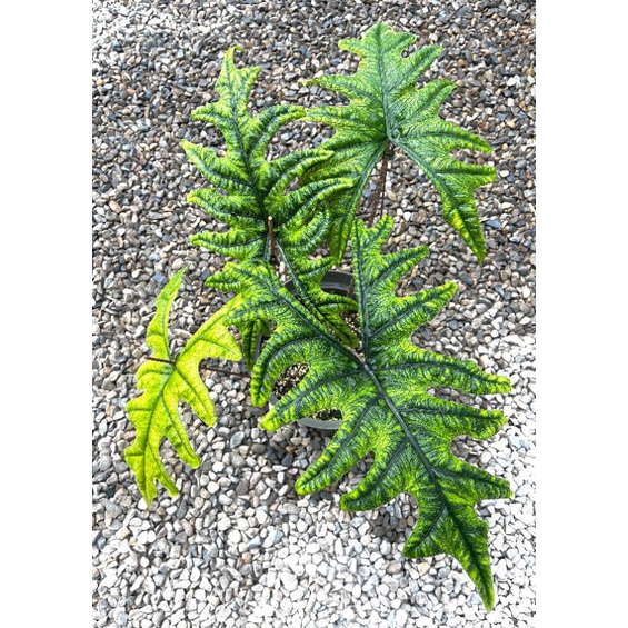 ［雨林入口］25~30cm 傑克林觀音蓮「Alocasia jacklin」#雨林植物#觀葉植物