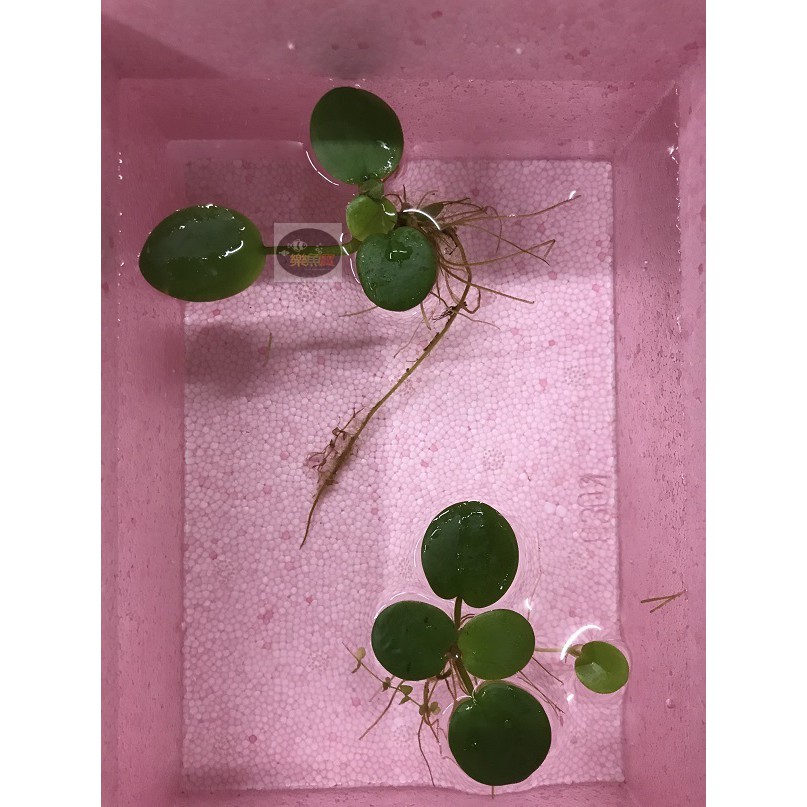樂魚寶 圓心萍 水面葉 單株 漂浮水草水生植物水草造景真水草耐熱不需co2 降低no2 No3 蝦皮購物