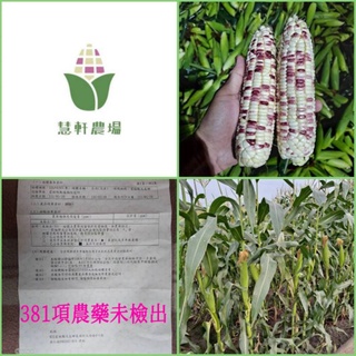 彩虹甜糯玉米1支22元（甜度16-17度）安心農產品 慧軒農場還有白龍王北海道水果玉米/黑寶水果玉米/黑寶糯米