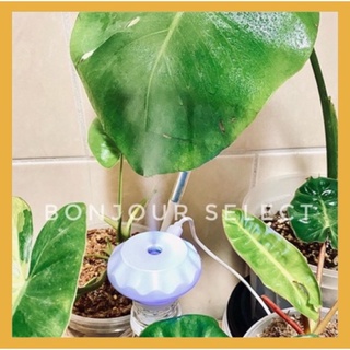 Bonjour Select 植物加濕器 觀葉 龜背芋 橘柄 蔓綠絨 獨角獸 鹿角蕨 爬蟲 陸龜 雨林植物 焦葉