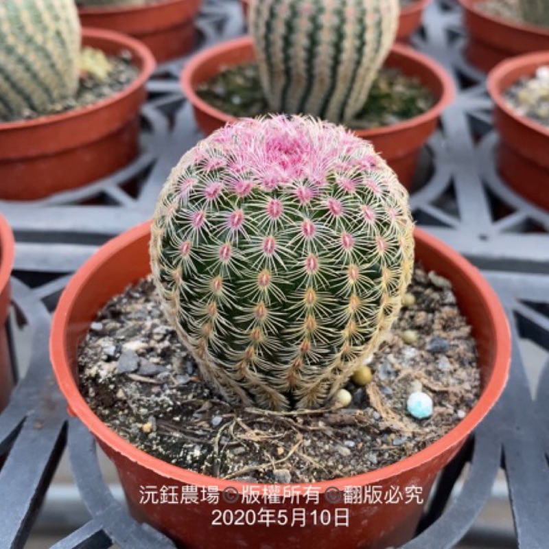 沅鈺農場仙人掌紫太陽 蝦皮購物