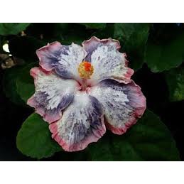 國外品種扶桑花苗 朱槿苗 4吋黑盆 1入f8 蝦皮購物