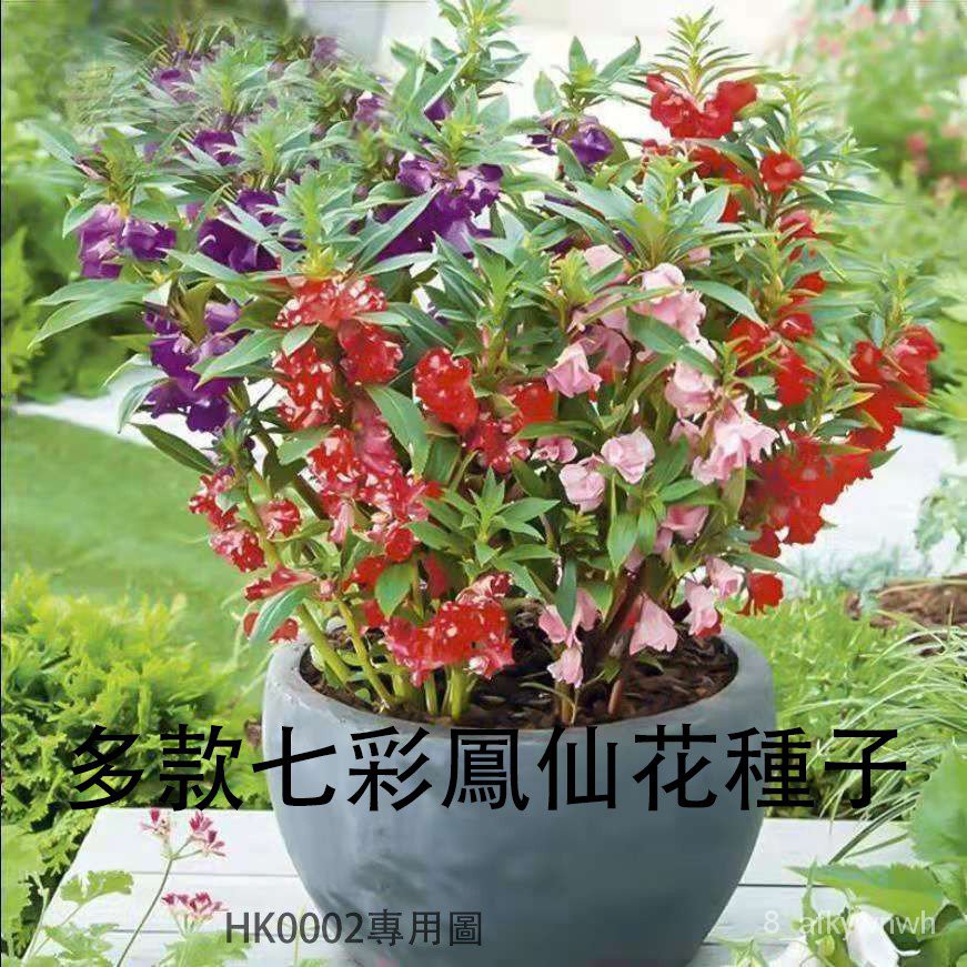 全網最多款七彩鳳仙花種子多款稀有品種鳳仙花種籽限時下殺 下標送種子一份 蝦皮購物