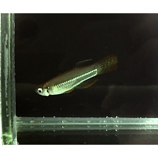 水族 觀賞魚 小型魚 淡水魚 青鱂魚 稻田魚 台灣原生種 數量有限 蝦皮購物