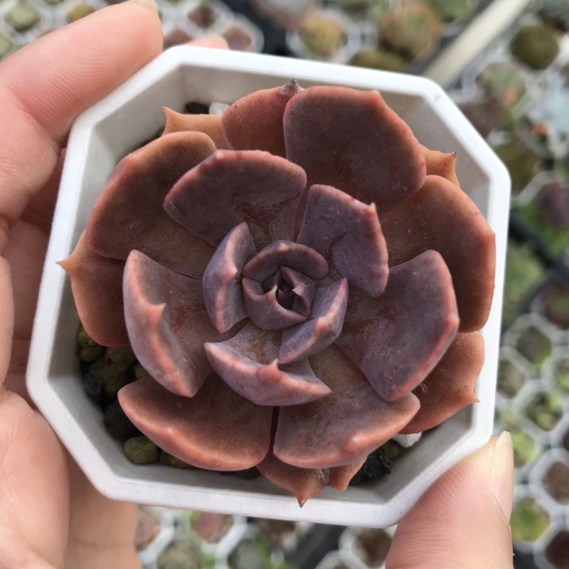 弄草隅 琳珍達 多肉植物 實品拍攝 蝦皮購物