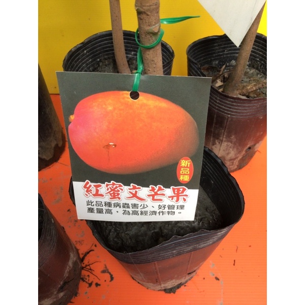 ★綠霖園藝★ 紅蜜文芒果嫁接苗高度70公分 室內植物/景觀植物/新興果樹/水果樹苗/新興果樹/美觀植物/果苗/嫁接/植物