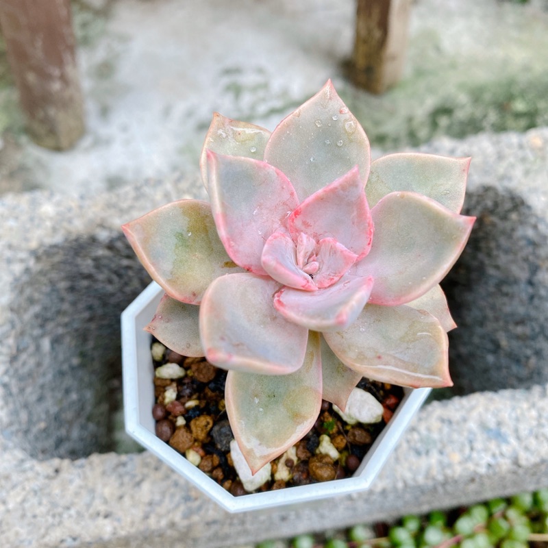 Ro2 Garden 多肉植物 初戀 蝦皮購物