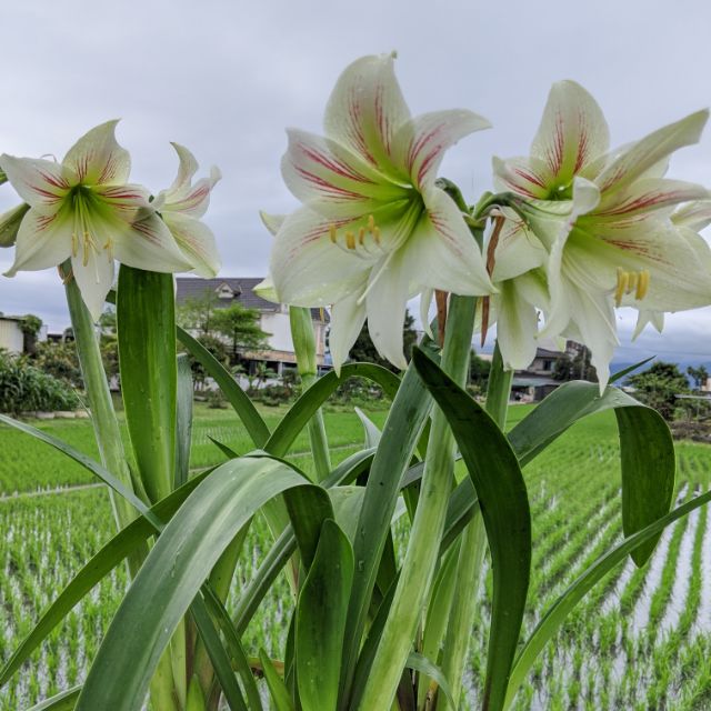 孤挺花球根開花苗白色 蝦皮購物