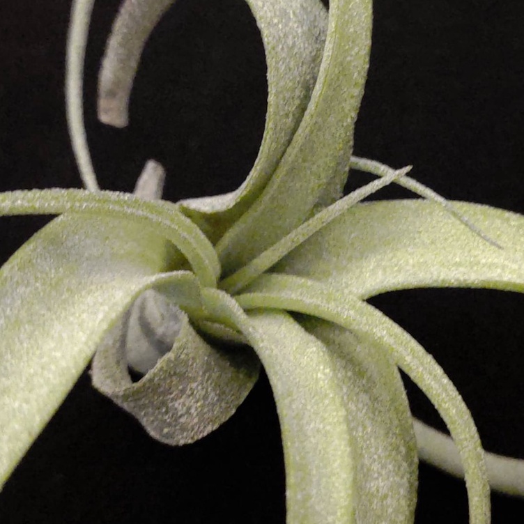 空氣鳳梨－花捲 花電 (花中花 X 電捲燙)(Plantaflor)－Tillandsia 'Curly Slim'