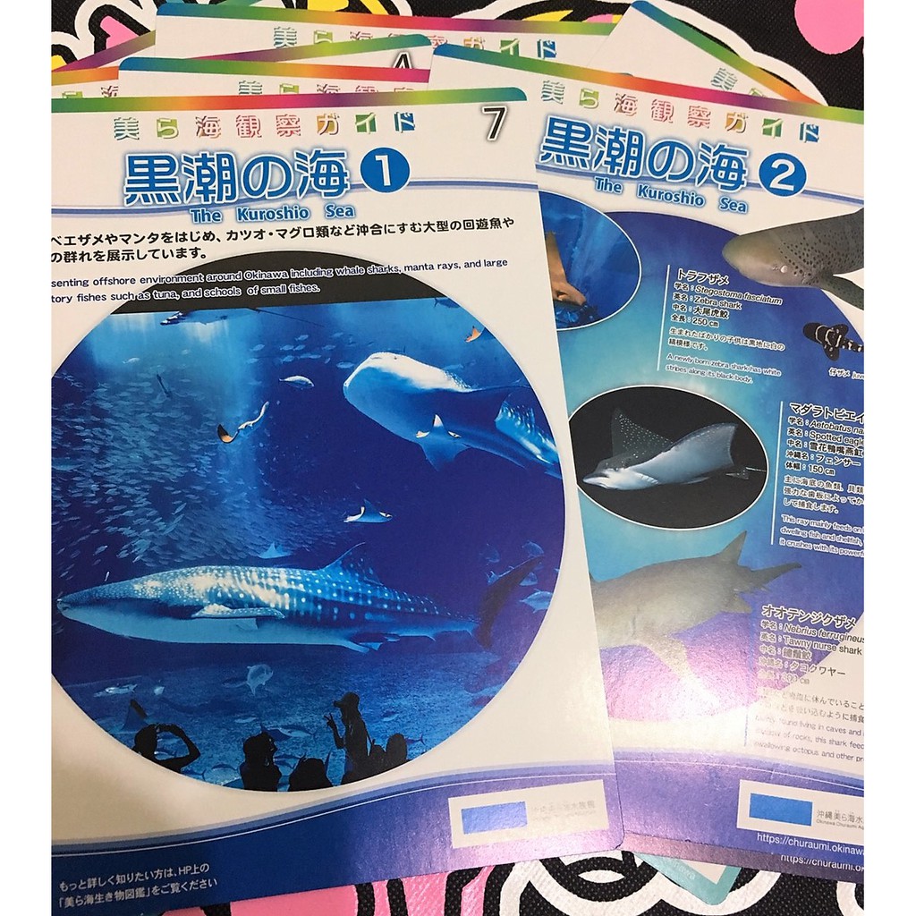 日本沖繩 館內限定 okinawa 鯨鯊 美麗海水族館 套卡組 海洋生物圖鑑卡  圖鑑卡 沖繩海洋博公園 海生館