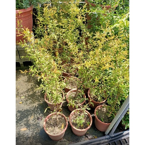 一禪種苗園-水果中的紅寶石<巨大石榴>水果苗-6/7吋盆/果實巨大如瘤/果粒酸甜可口/營養豐富/觀賞價值高/庭園綠化