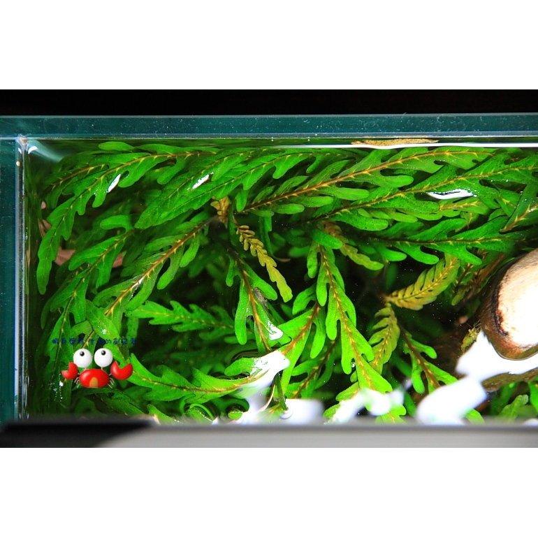 蝦兵蟹將 水草造景 聖甲蟲 一株 中景草後景草陰性水草 蝦皮購物