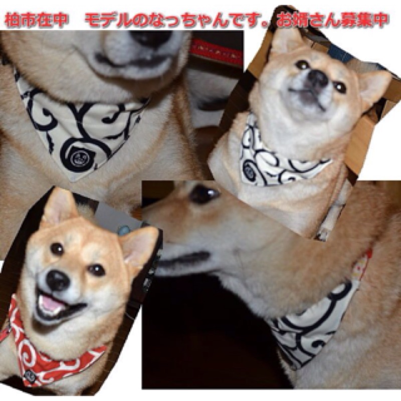 22 柴犬唐草離家出走包小包袱領巾小枕頭離家出走小包袱狗貓咪都能用399元綠色s M號 L號有現貨 Yahoo奇摩拍賣
