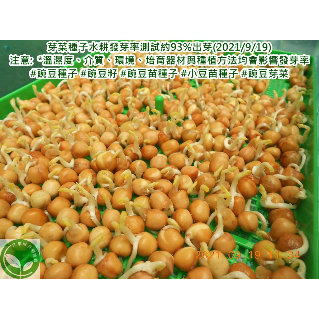 豌豆 荷蘭豆 45g裝澳洲活鮮進口可培育豌豆苗 小豆苗93 高發芽率 芽菜種子 芽苗菜種子 生菜種子 蝦皮購物