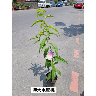 花果山 各種新品種水蜜桃 甜桃4 5寸接苗 蝦皮購物