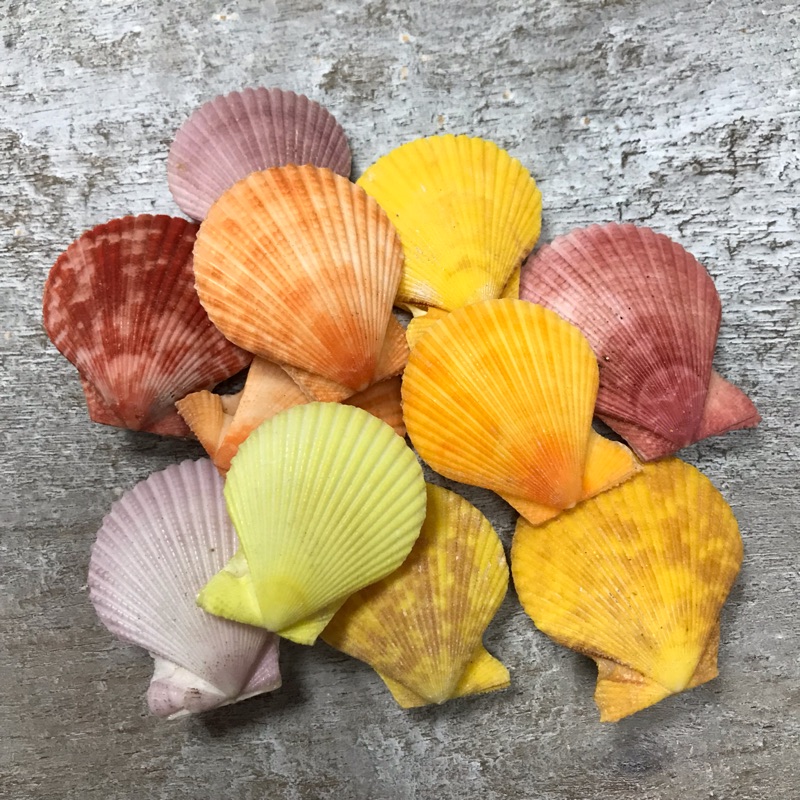 彩色扇貝 彩色天然扇貝 彩色小扇貝