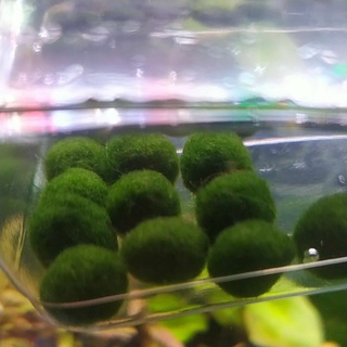 綠藻球 實心沉水綠藻球