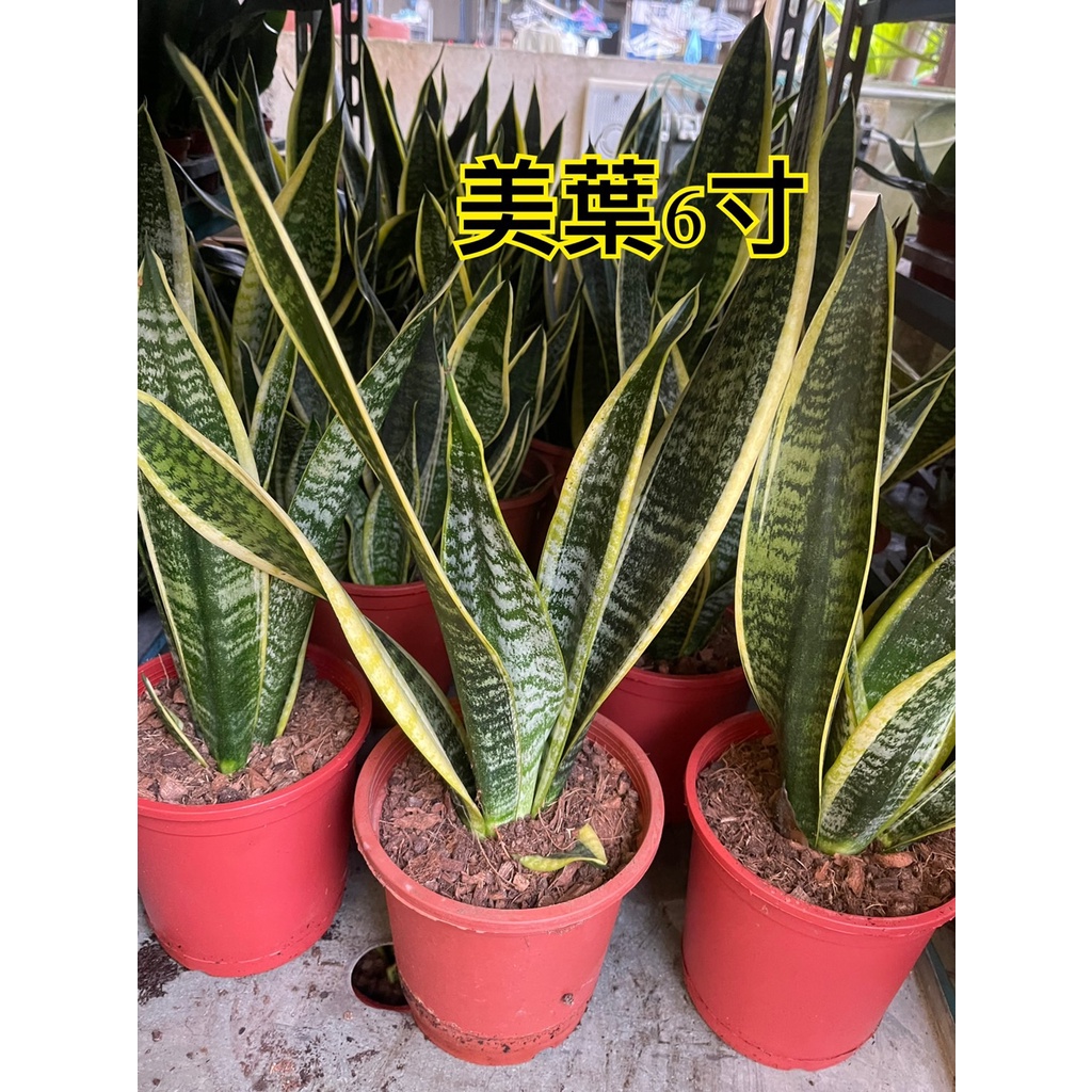 【花田厝】觀葉植物  (美葉虎尾蘭，單株)  6吋盆高20-30cm 最天然的維他命.