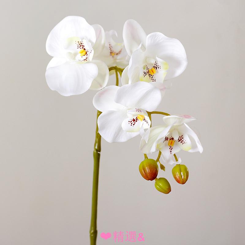 精選品質單枝蝴蝶蘭仿真花客廳插花餐桌花束手感保濕假花裝飾花藝花材套裝 蝦皮購物