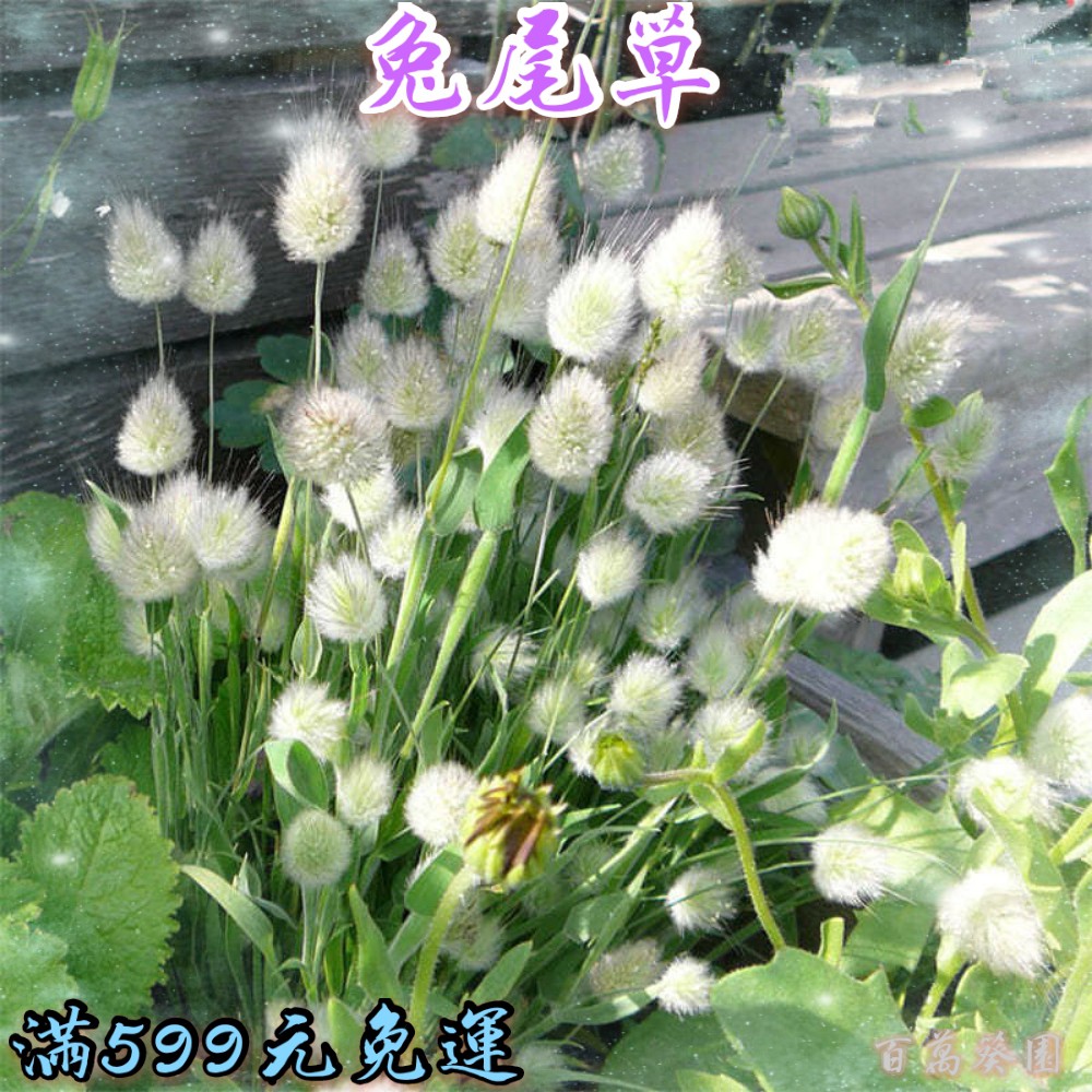 兔尾草種子兔尾草花種適合秋天種植四季開花室內外觀花植物發芽率達99 蝦皮購物