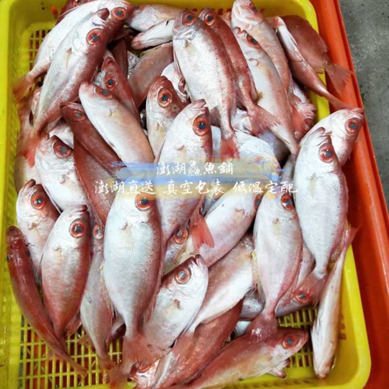 澎湖紅目鰱紅目空澎湖新鮮魚貨先私訊有沒有貨 蝦皮購物