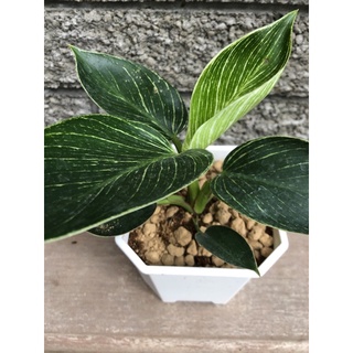 鉑金鑽 蔓綠絨 / 5號盆～雨林觀葉植物⋯