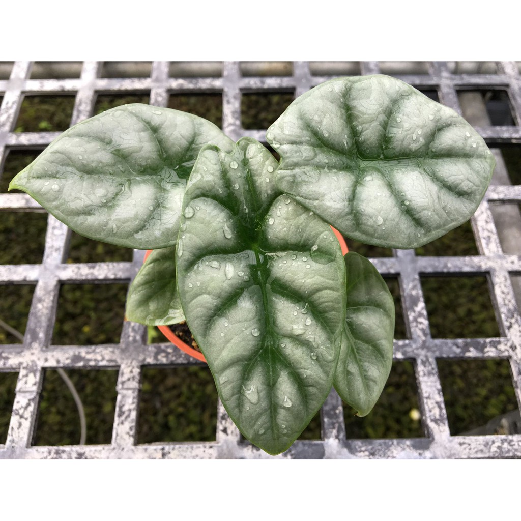 龍鱗觀音蓮(銀龍觀音蓮)---3吋  /觀葉植物/斑葉植物/室內植物/