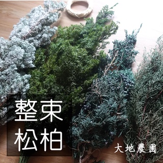 My Wonderful 整包原裝150g【大地農園永生雪松／永生龍柏／永生藍冰柏／不凋雪松】聖誕節聖誕樹／聖誕花圈