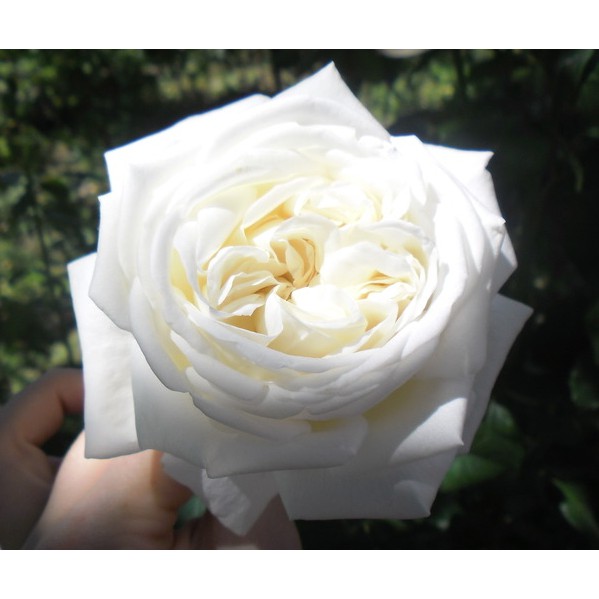 新娘萬歲(珍妮莫羅) Vive la Mariée。悠遊山城(創始店)5-6吋盆玫瑰~特價500