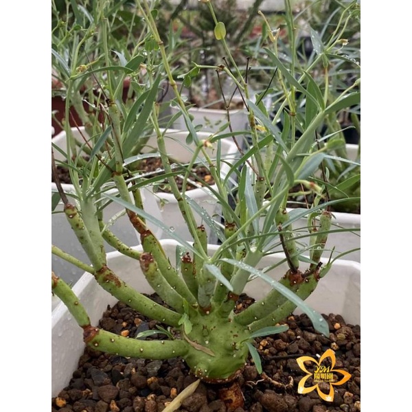 陽明園 大戟科 青魔大戟 Euphorbia etuberculosa 種子