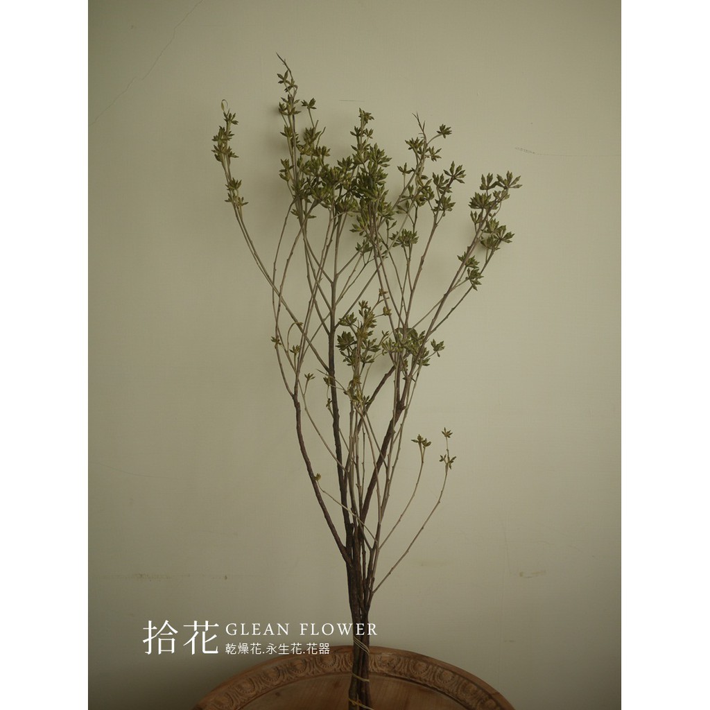 乾燥花素材 Ptt Dcard討論與高評價網拍商品 21年10月 飛比價格