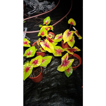 李家果苗 芥末彩葉芋 5吋盆 觀葉植物 數量不多 葉長都15公分以上 單價600元