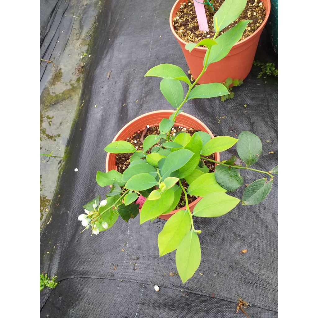藍莓苗【考斯特(Coastal)】3.5吋淺軟黑盆、6吋盆栽。