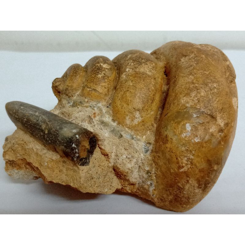 【化石的家】法國諾曼第大顆翁戎螺與箭石化石
